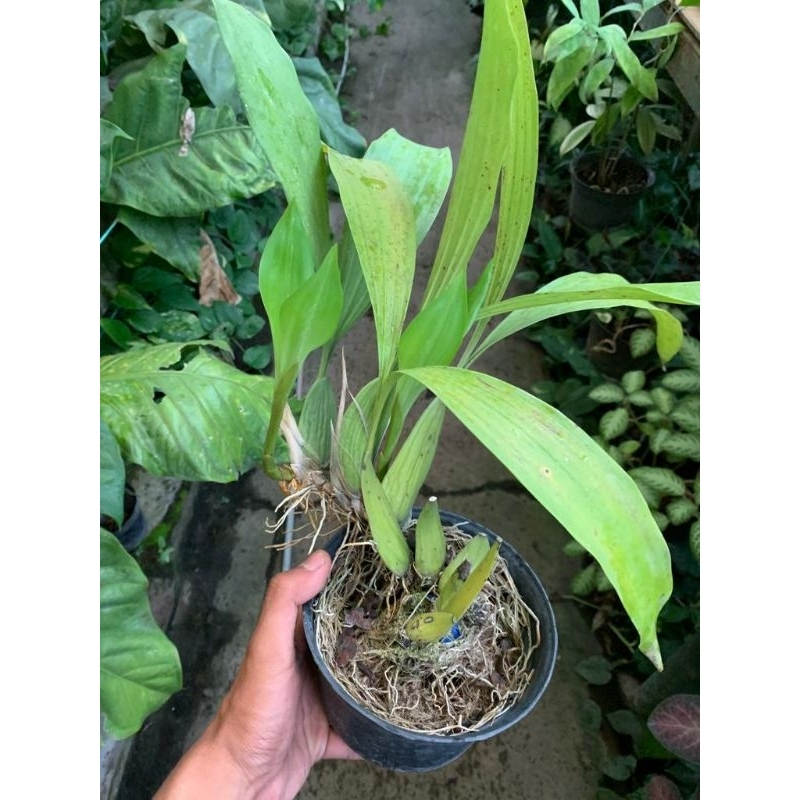 anggrek coelogyne pandurata
