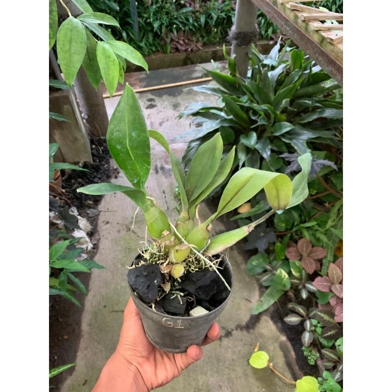 anggrek grama scriptum pra dewasa