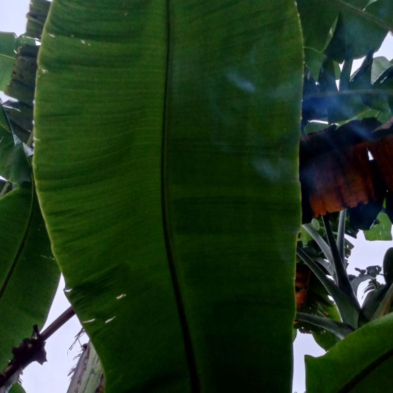 

Daun Pisang Kepok Segar 1kg