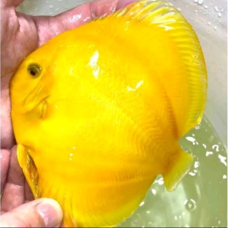 Styrofoam Discus Hias Air Tawar Golden Full HB grade A+ Size 2"-4,5"