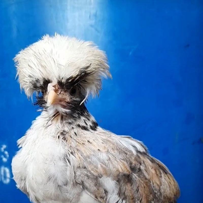 ayam poland umur 2-3 bulan