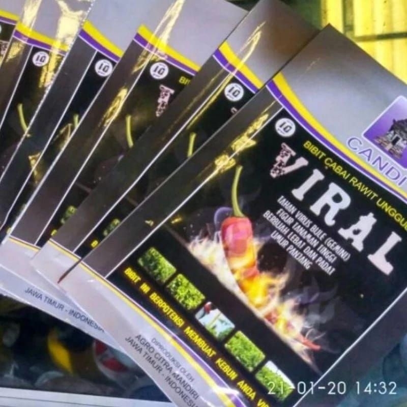 100 Benih Cabe Viral cabai viral  ( jaminan asli )