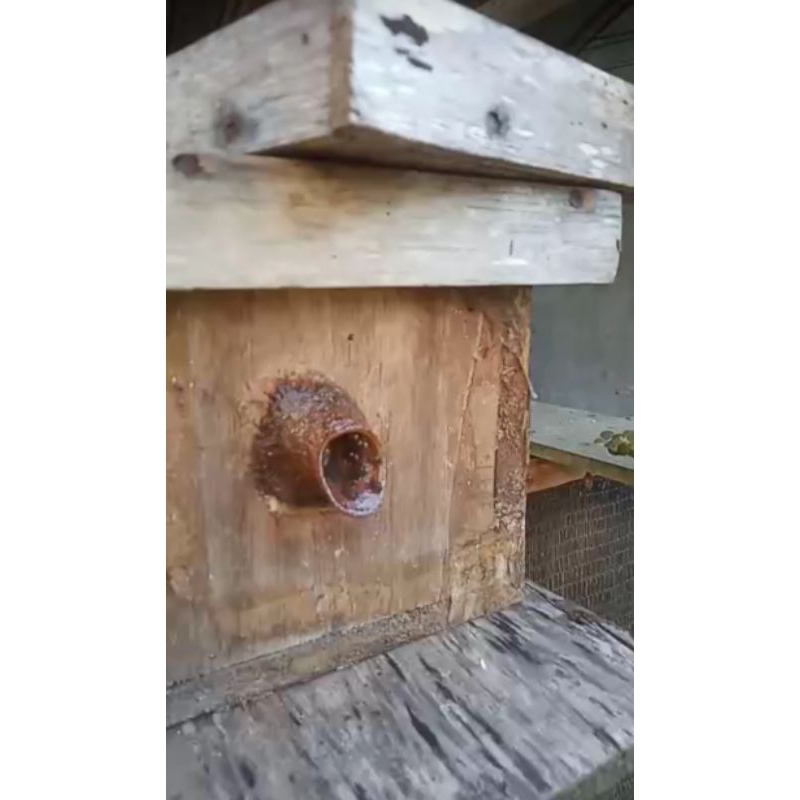 KLANCENG DRESCERY /TRIGONA DRESCERY