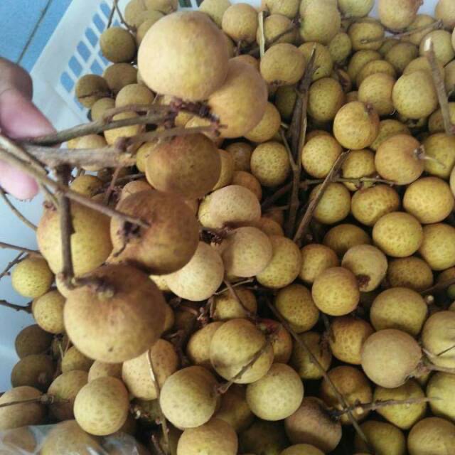 

Buah Klengkeng lokal rasa manis biji kecil organik instan pekanbaru