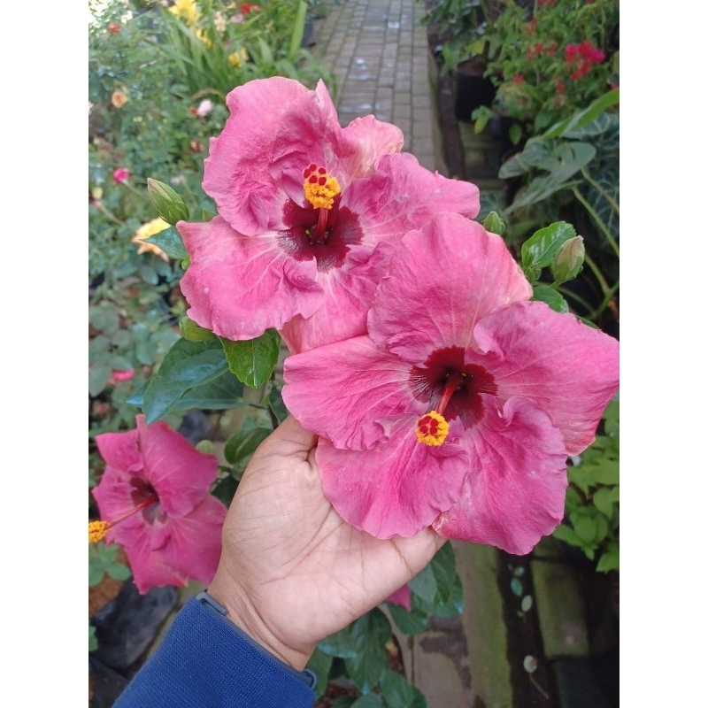 Tanaman hias hibiscus import pink sey/hibiscus pink sexy/ hibiscus import termurah /bunga sepatu