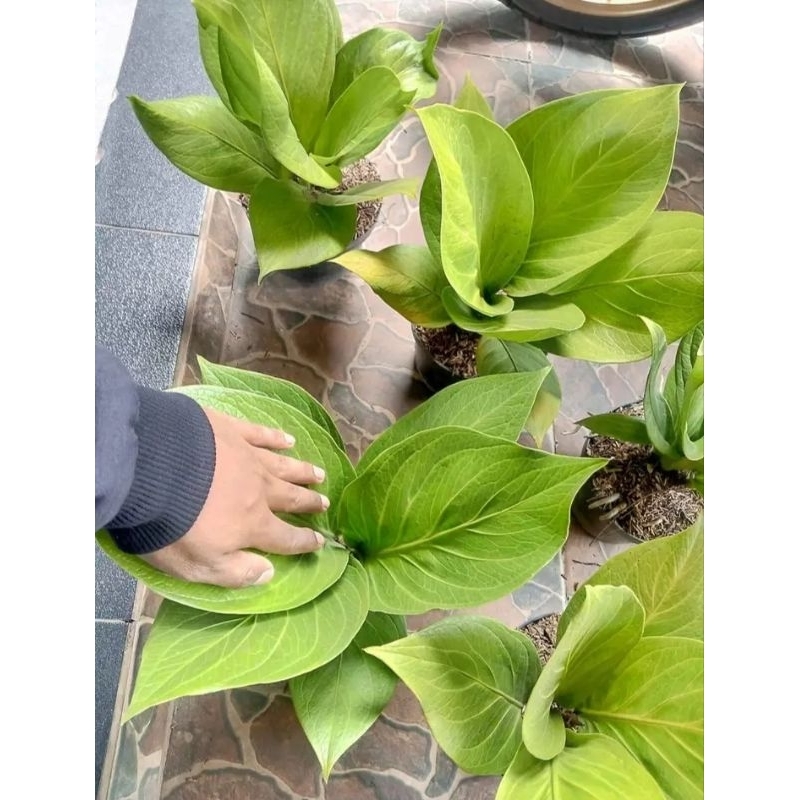 anthurium jemani kobra, jemani cobra, anthurium