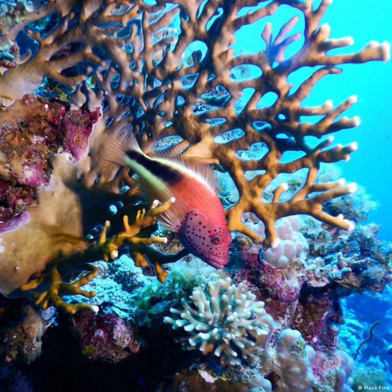 karang laut hiyasan aquarium