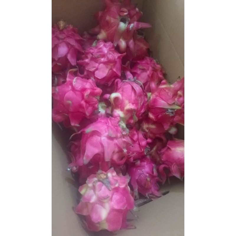 

Buah Naga Merah Fresh