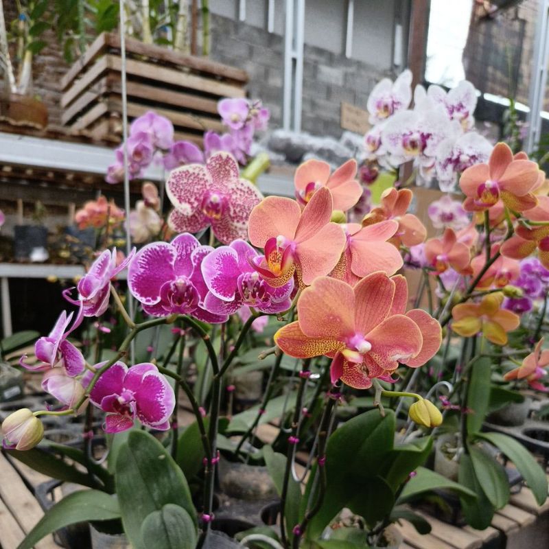 anggrek bulan mekar knop