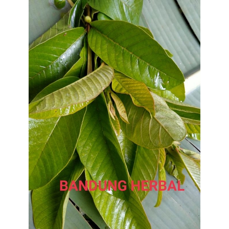 

daun jambu biji segar 500grm obat herbal langsung petik