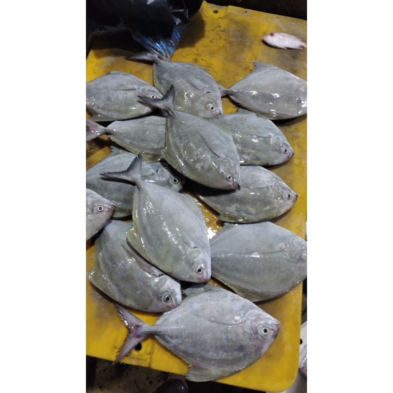 

bawal hitam bawal laut