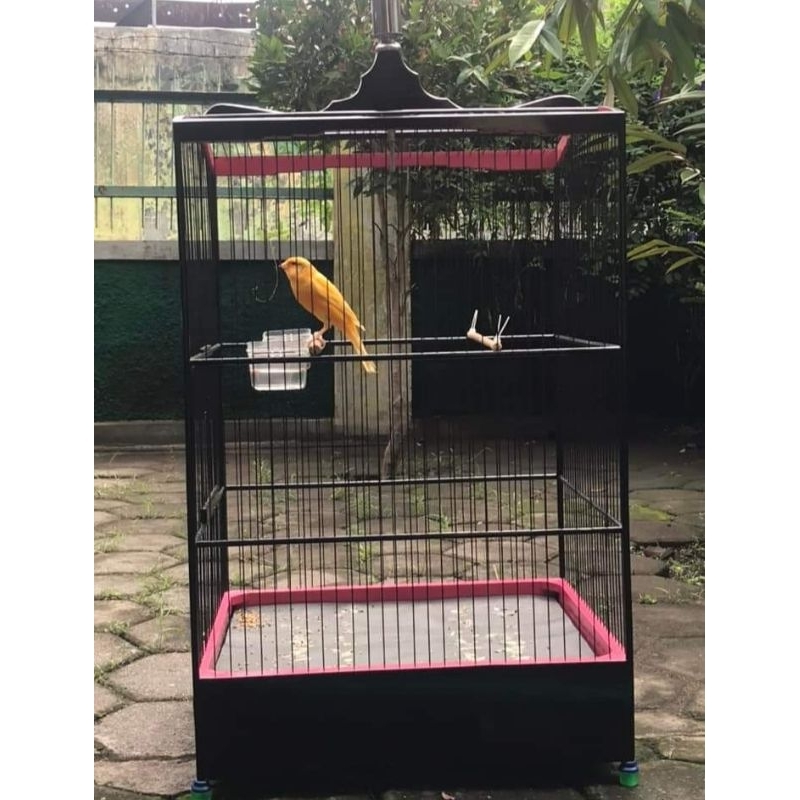 kenari gacoran af siap jalan jalan