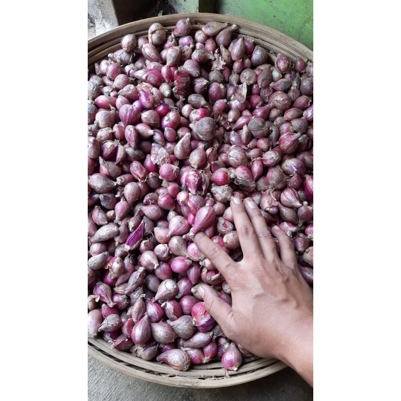 

bawang merah brebes promo