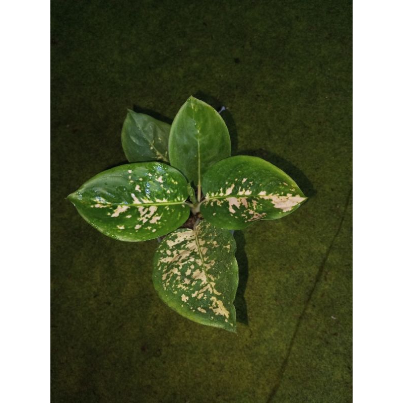 Aglonema Suksom White