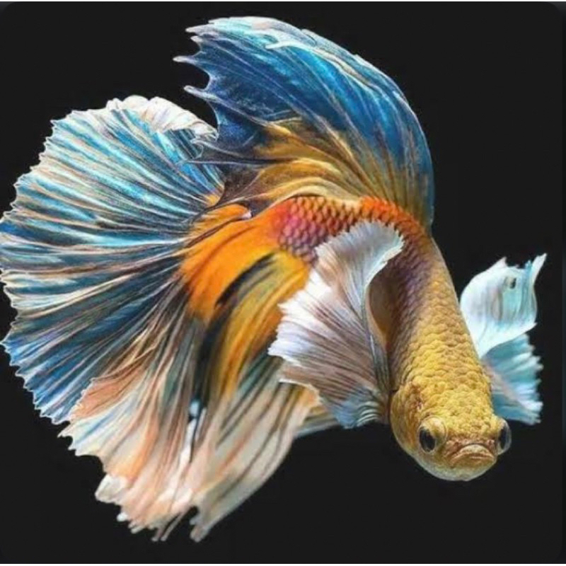 cupang hm cendolan warna bagus, size S+-M, bahan terbaik