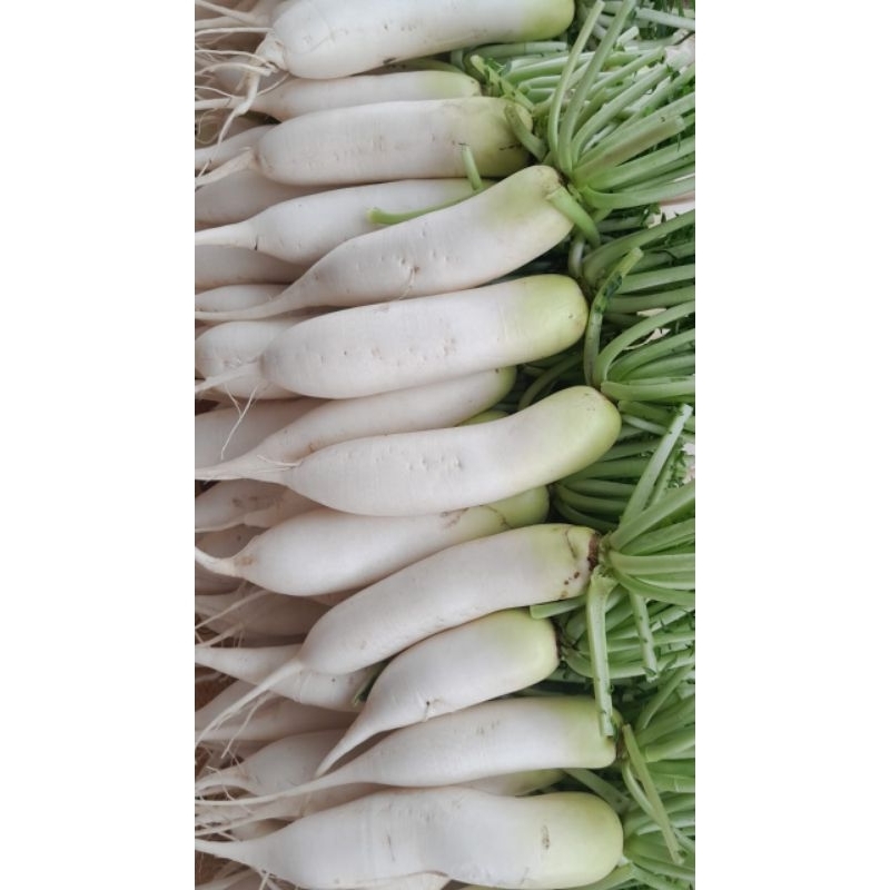 

LOBAK/DAIKON