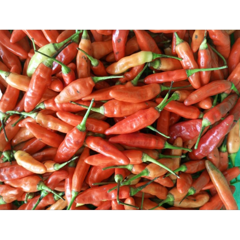 

cabe rawit merah domba