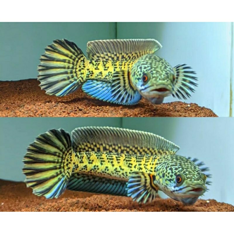 

Auranti marculata Gread B 3_4cm