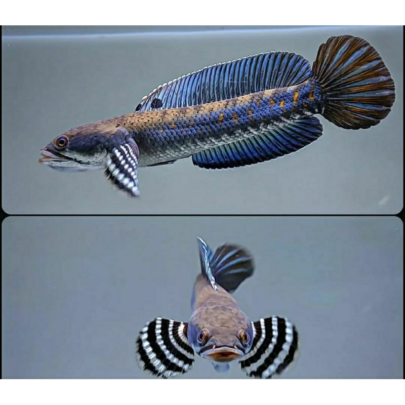 

B pulchra 7-8cm