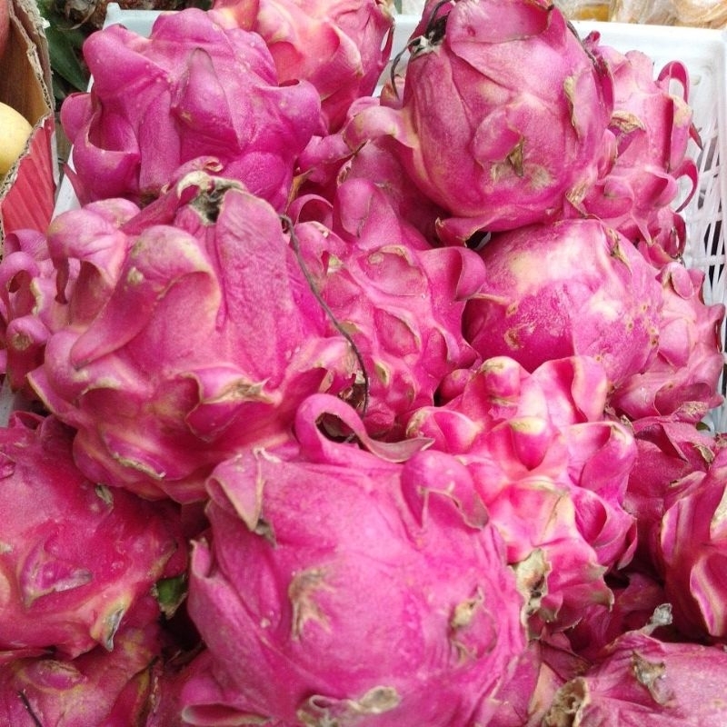 

Buah Naga merah Rp. 2000 /100gram (1 kilo 20rb)