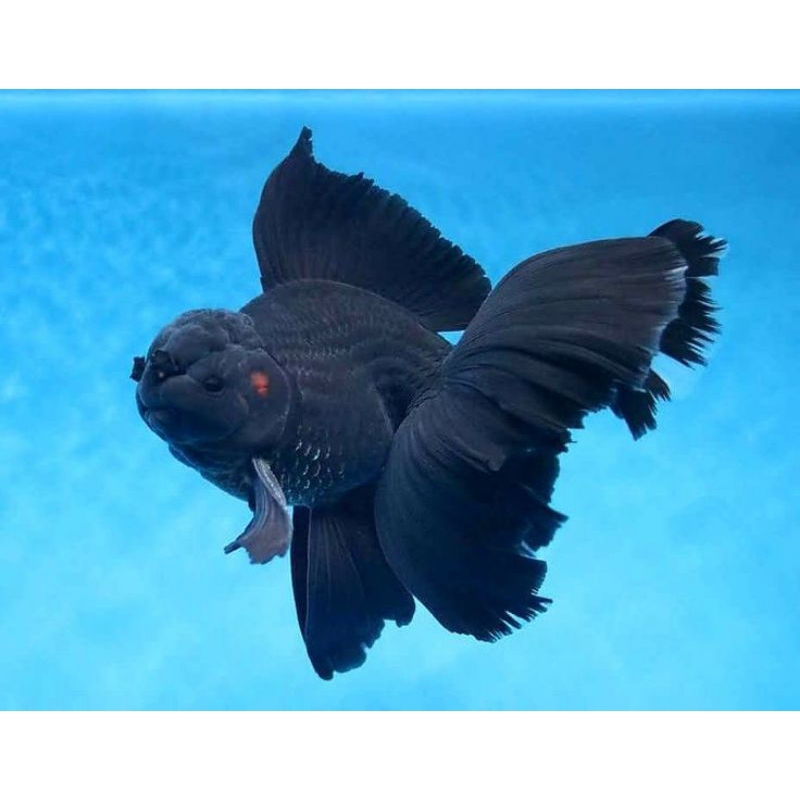 koki oranda black moor