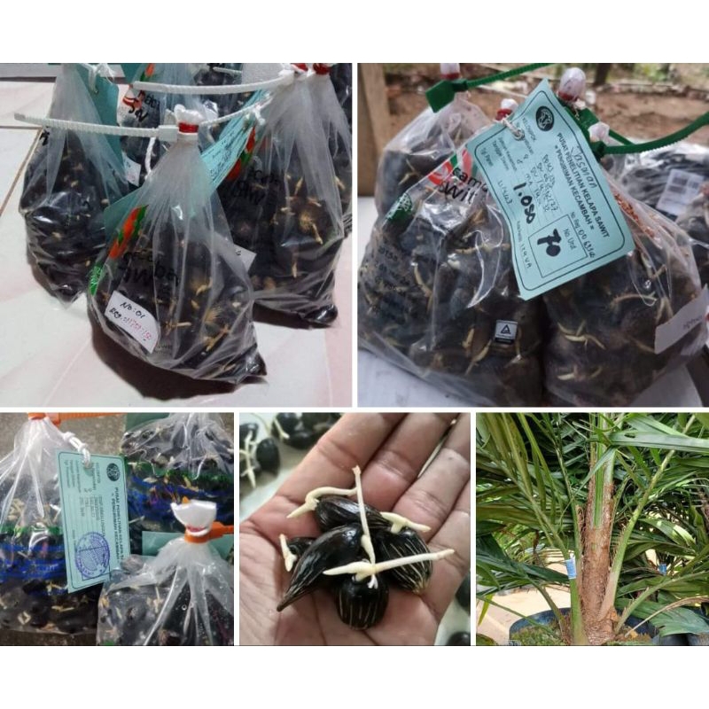 Bibit kelapa sawit unggul medan