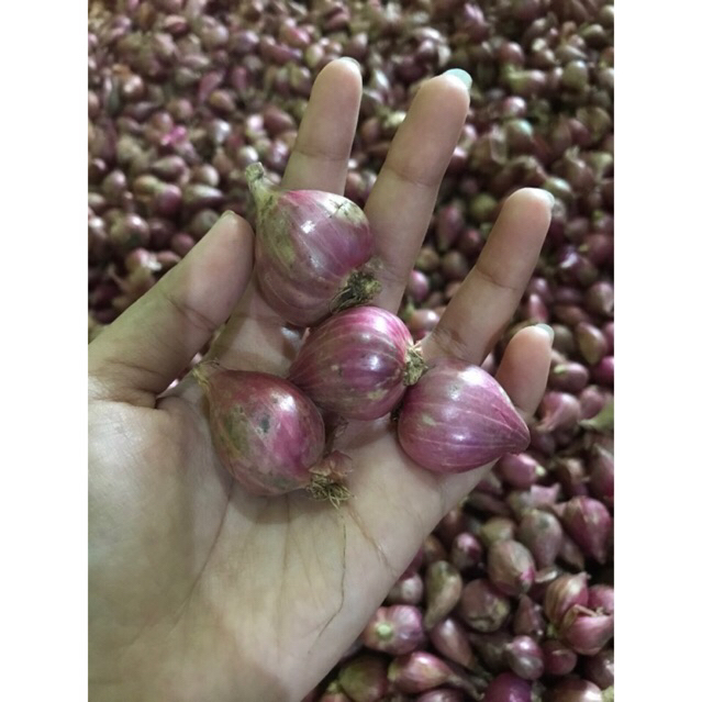 

BAWANG MERAH 1Kg