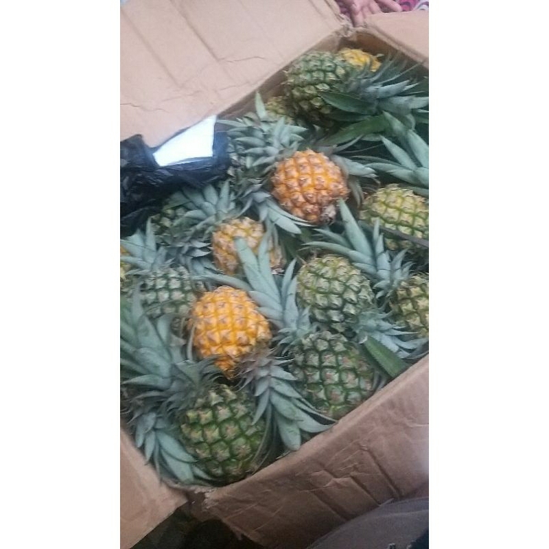 

Nanas madu pemalang