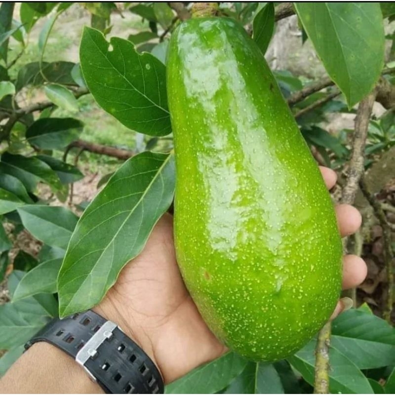 bibit alpukat aligator super genjah