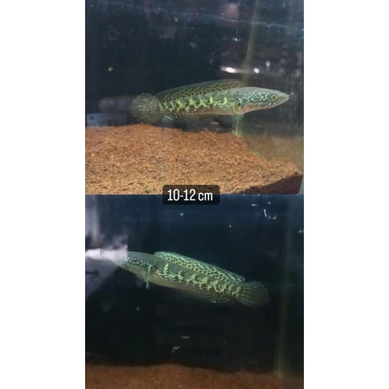 auranti cb 12 cm murahmeriah