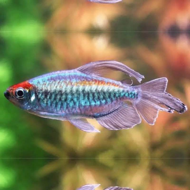 Hiasan Aquarium Ikan Congo Tetra