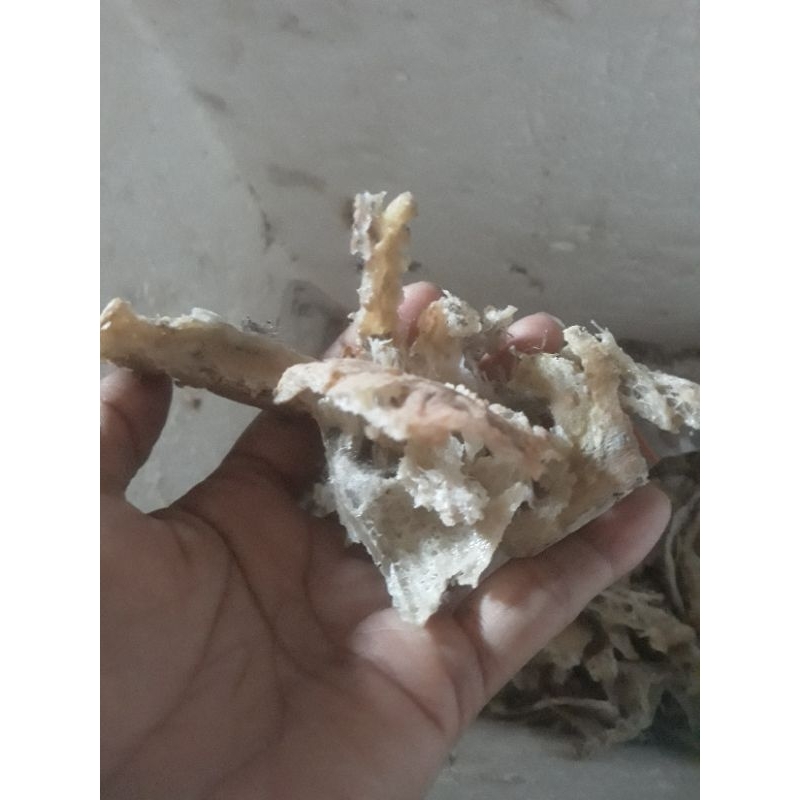 Sarang walet kotor  kakian /patahan kecil harga per 10gram