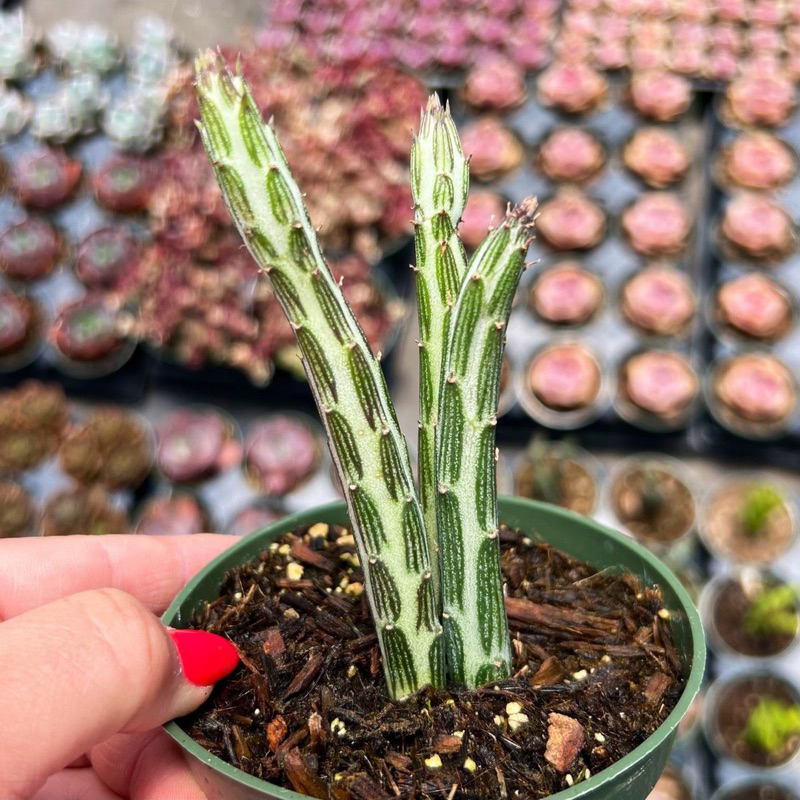 Kaktus senecio Stapeliiformis / Kaktus Pensil