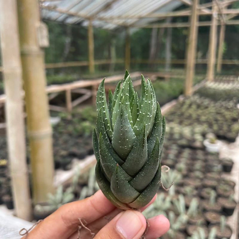 Haworthia Tower