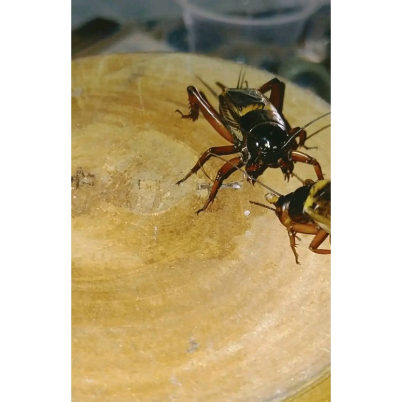 JANGKRIK SAWAH HIDUP / JANGKRIK ADUAN / JANGKRIK KALUNG / JANGKRIK GENGGONG