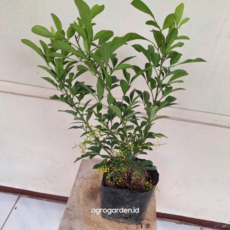 Tanaman Hias pacar Cina wangi - Pacar Cina Wangi dan rimbun - tanaman hias wangi pacar cina-Bunga wa