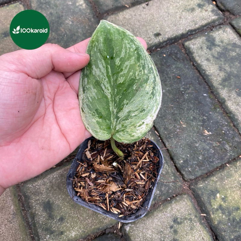 Tanaman Hias Scindapsus Jade Satin Variegata Marble