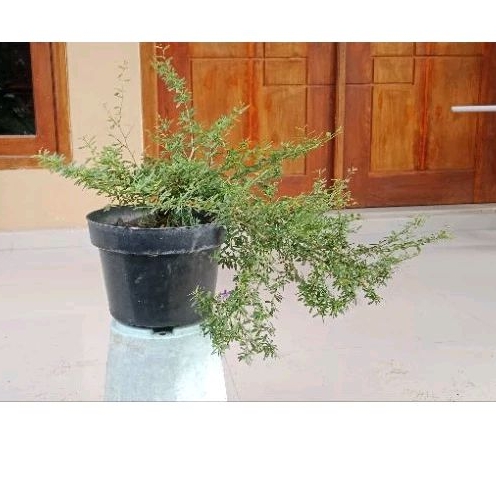 bahan bonsai "Saeng simbur Vietnam bunga ungu