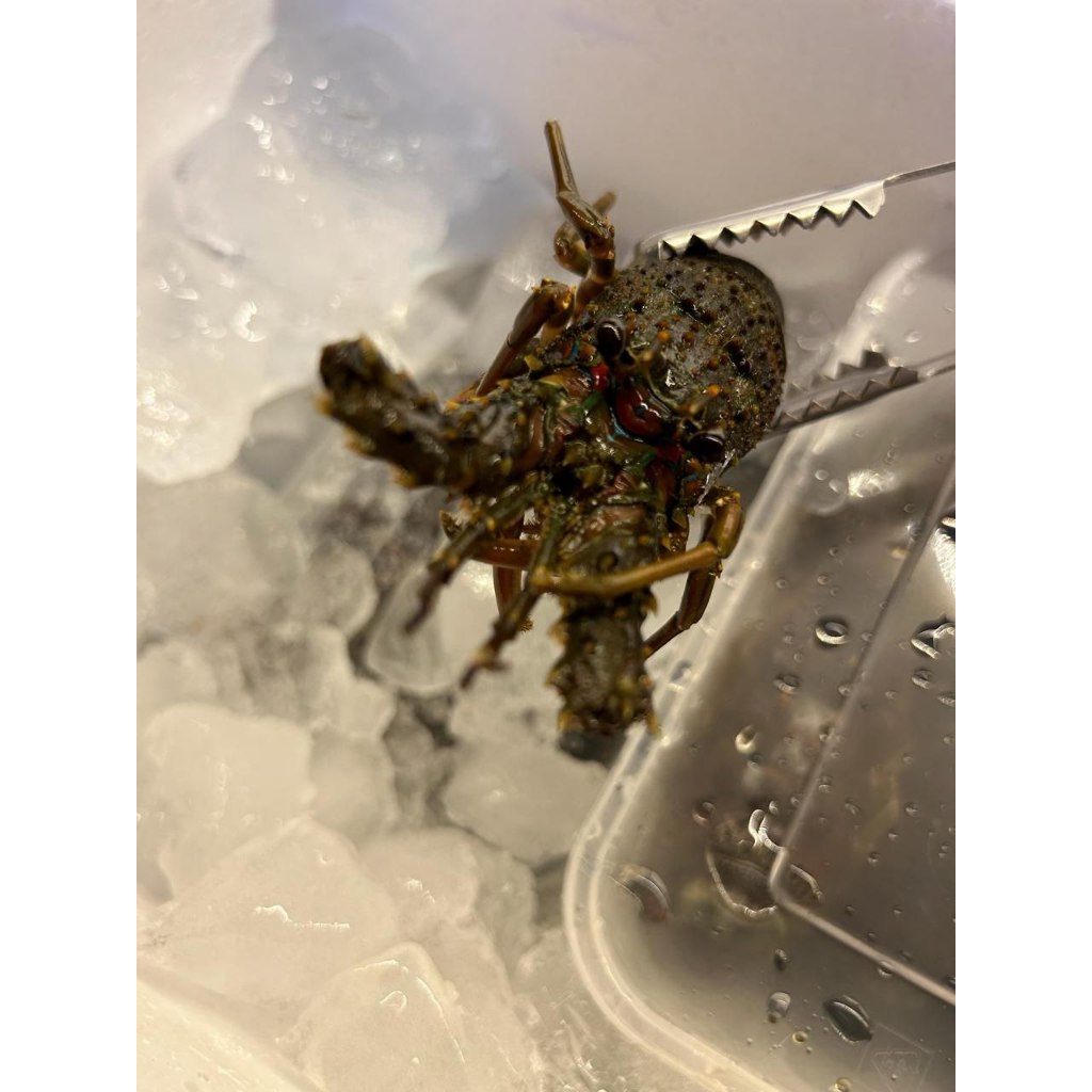 

Lobster Frozen / Udang Lobster Laut Frozen 500gr