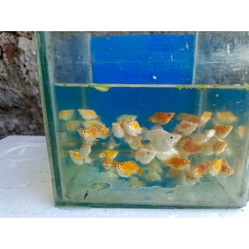 MOLLY BALON GOLD THAILAND