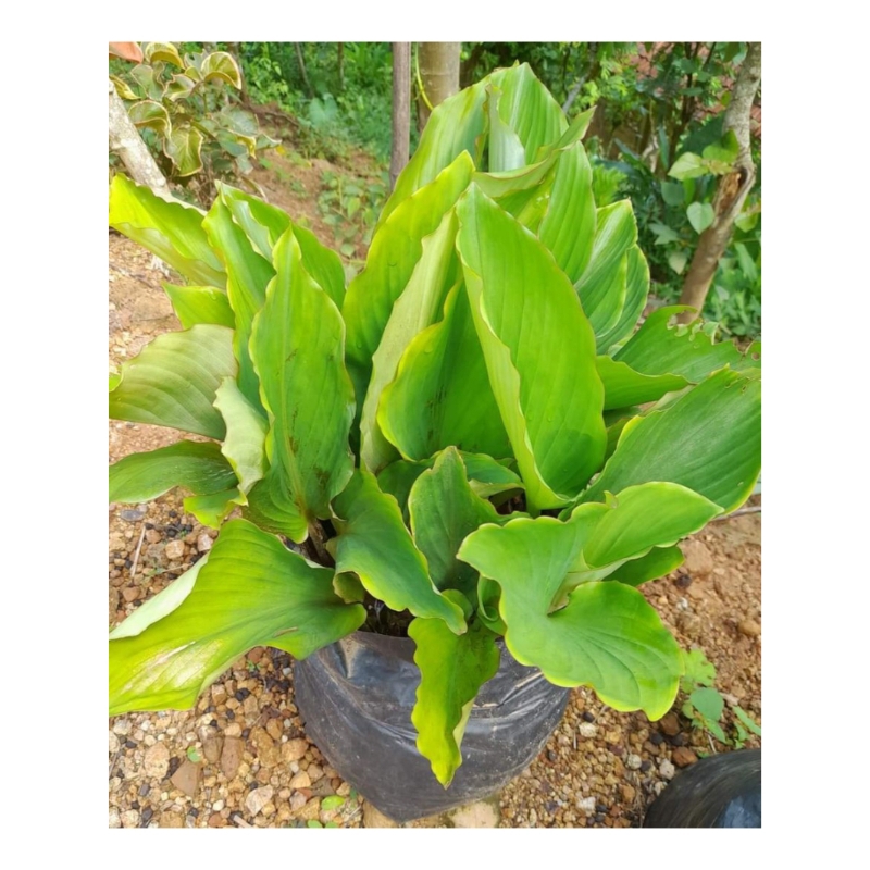 

Bibit Kunyit hitam asli