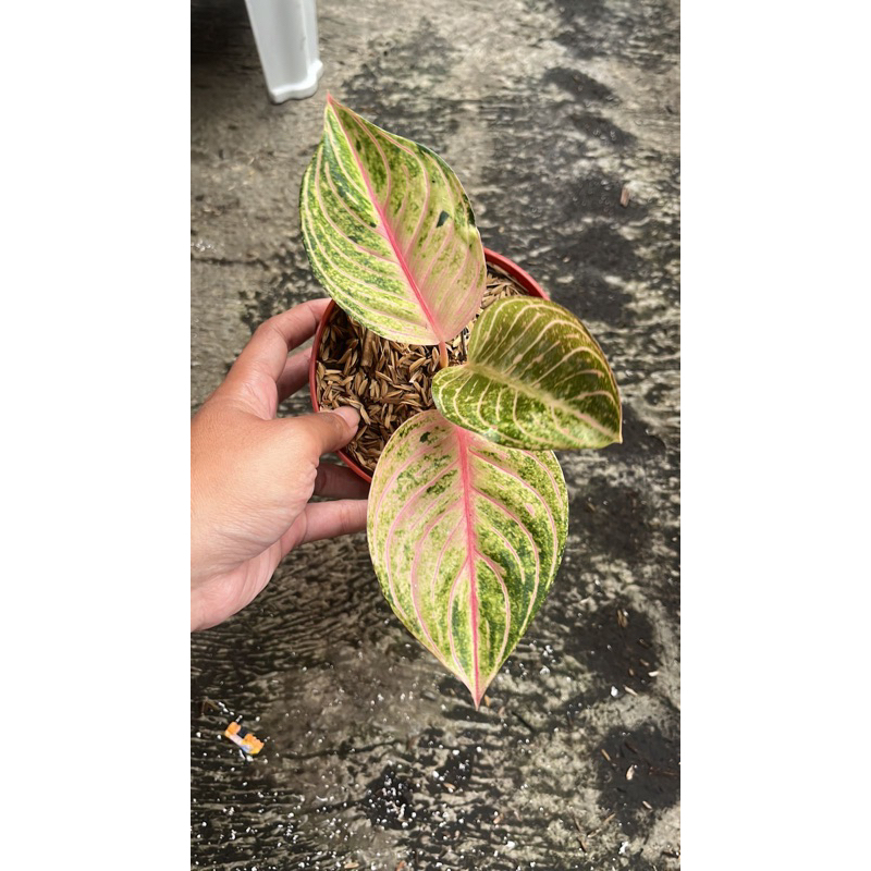 aglaonema esmeralda