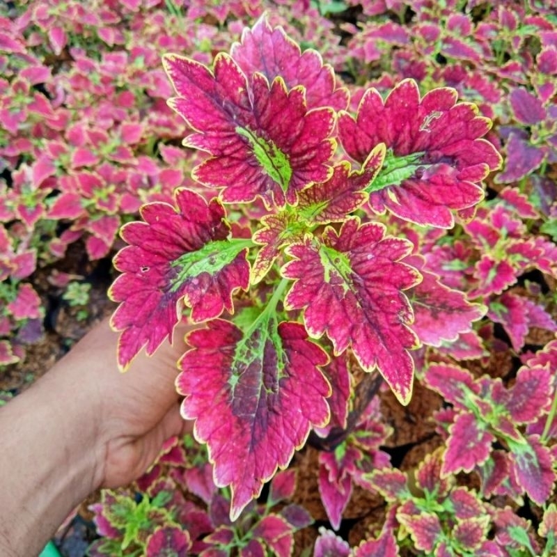 tanaman hias miana ekor naga merah - bibit tanaman miana Bali merah - bibit bunga miana