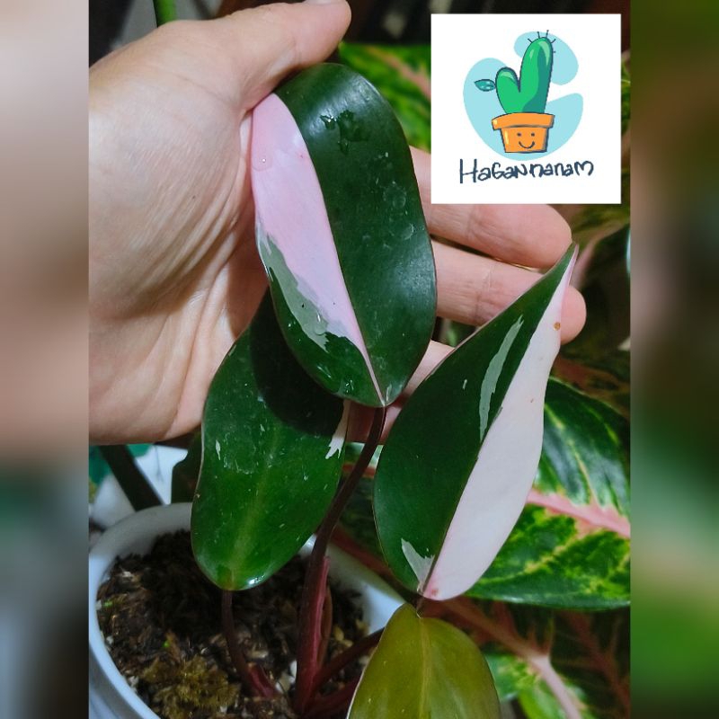 PINK PRINCESS PHILO ORI