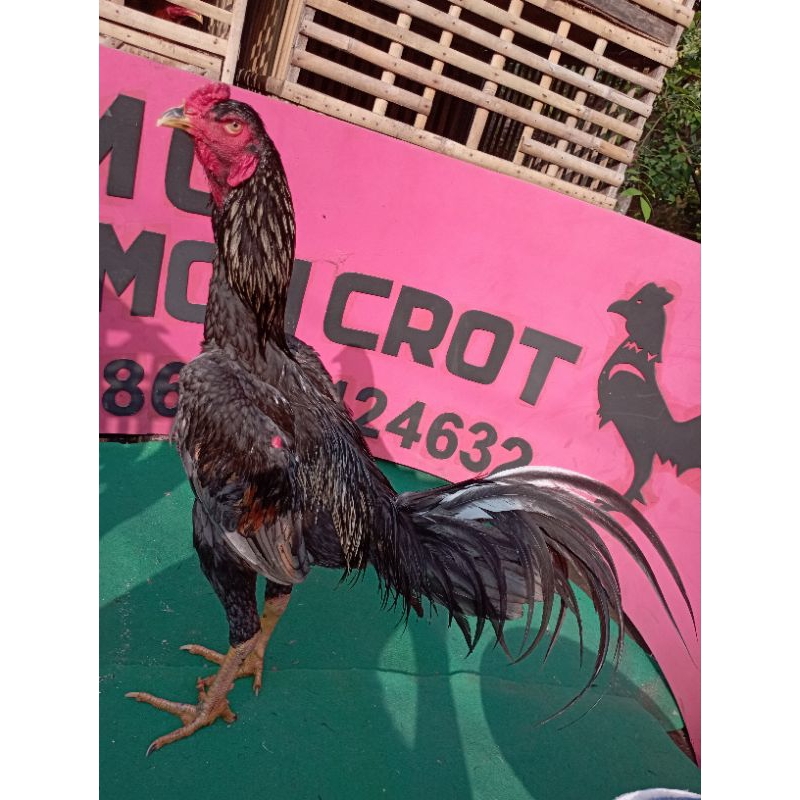 Telur Ayam phakoy saddam full brakot pukul bom ( jual telur fertil) untuk ditetaskan.ayam maneedaeng