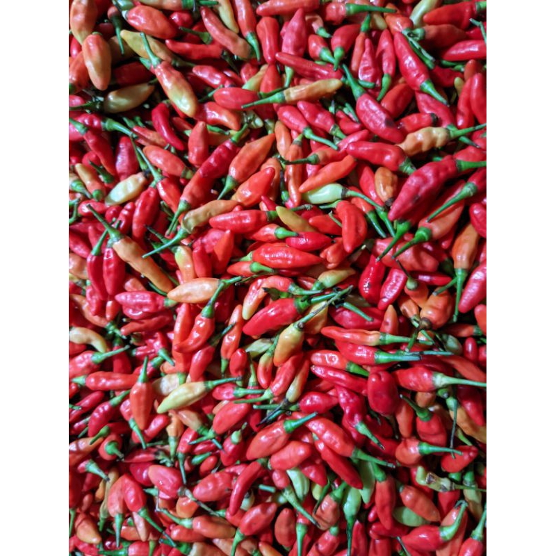 

Cabe Rawit Original