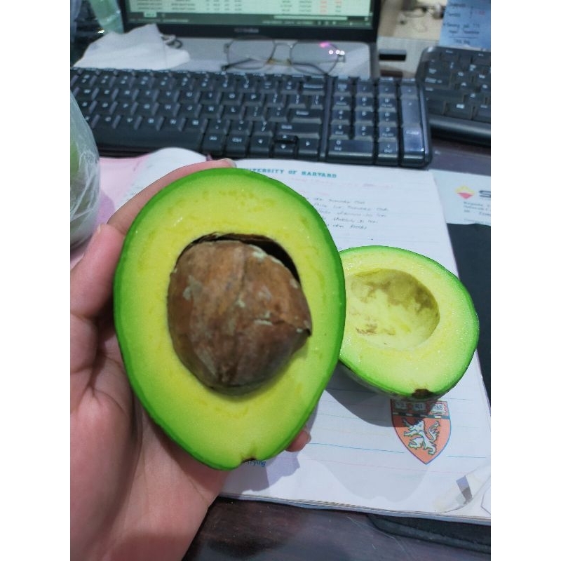 

Alpukat Maumere