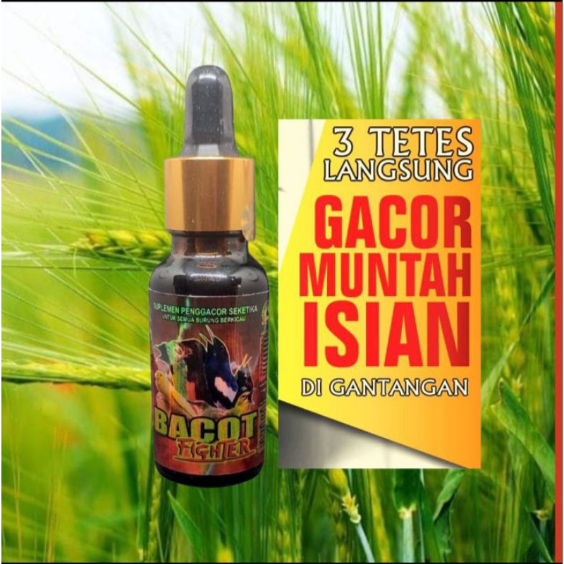Bacot fighter vitamin burung gantangan
