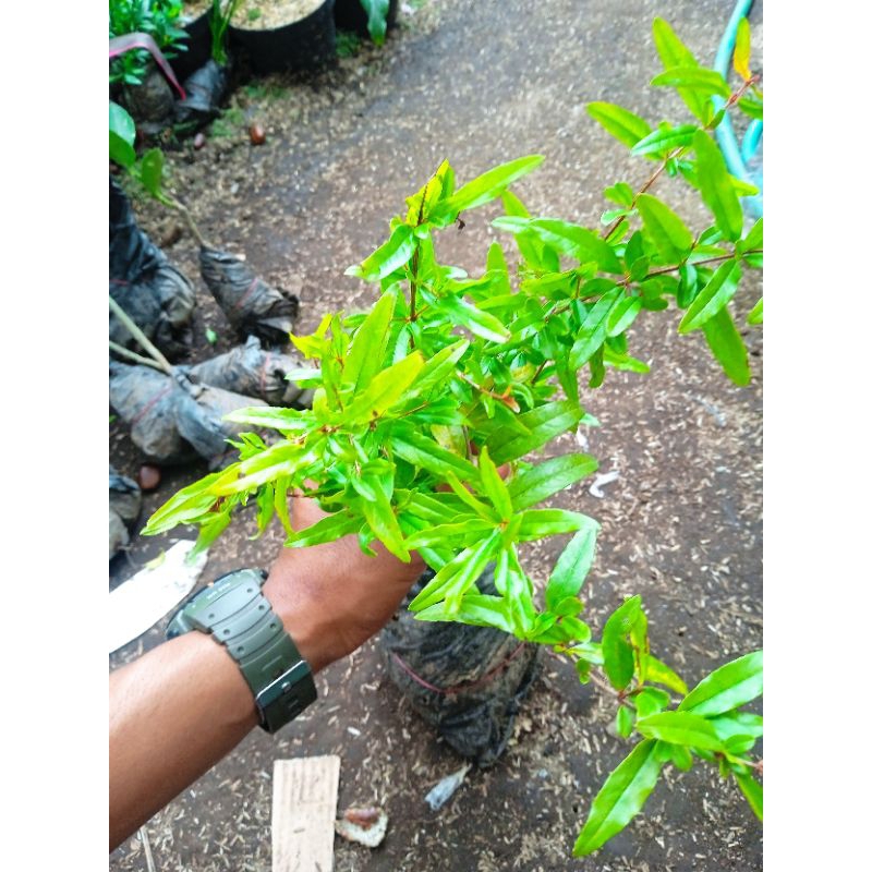 Delima bibit pohon delima