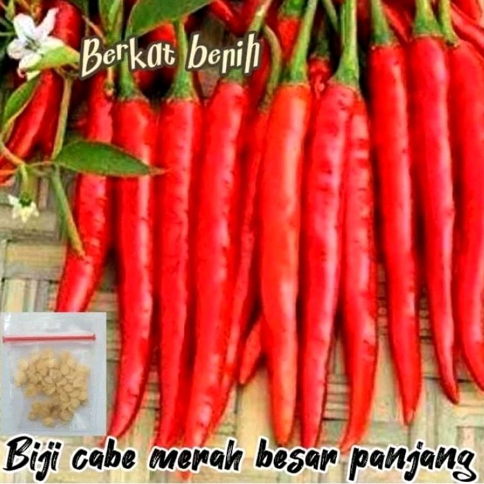 

50 Butir Biji/Benih Cabe/cabai merah Besar/cabe merah besar panjang simpatik 17